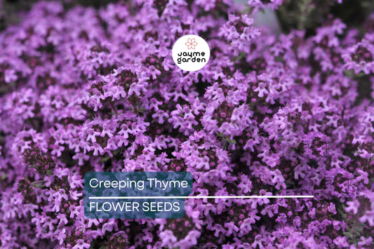 1,000 Creeping Thyme Seeds | Dwarf Purple Blooms | Non-GMO Groundcover | Thymus serpyllum | Deer-Resistant, Drought-Tolerant
