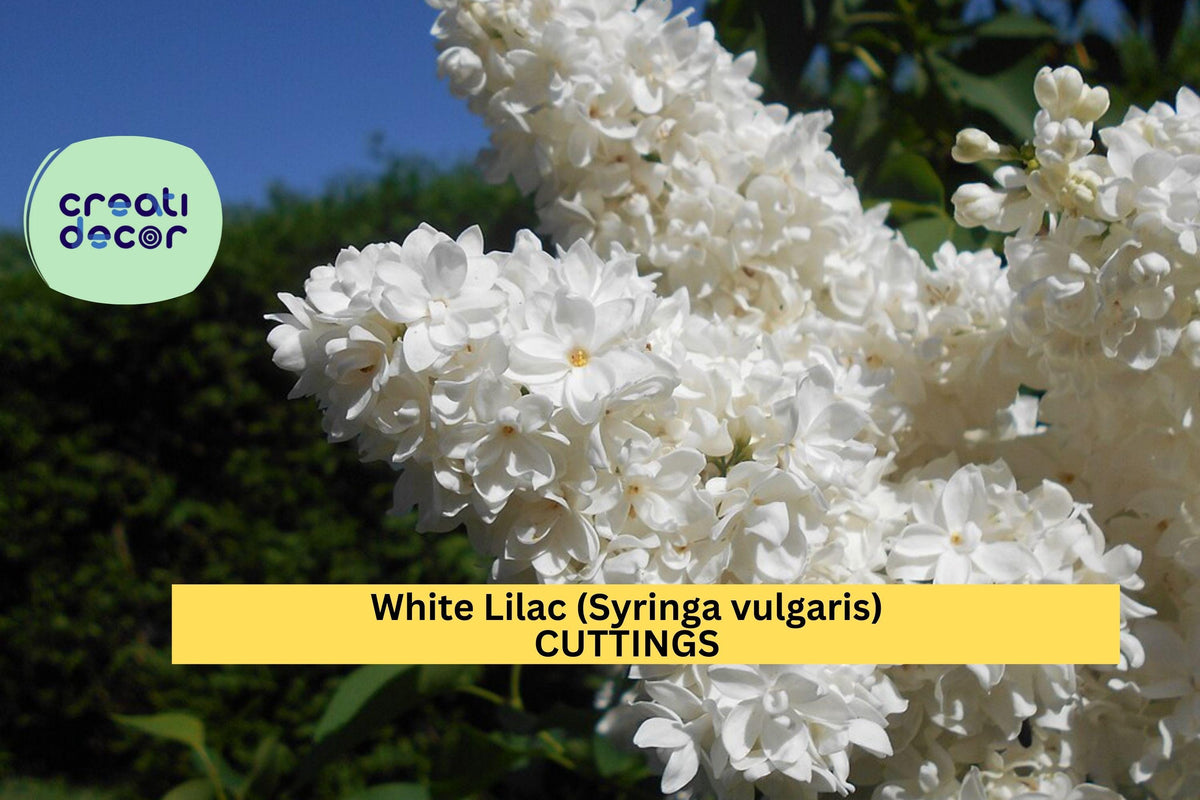 5 White Lilac Cuttings | 6–7" Dormant Unrooted Scions | Syringa vulgaris | Organic Non-GMO Flowering Shrub Starter