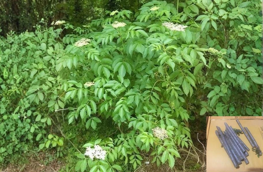 American Elderberry Cuttings 10 Unrooted Sambucus canadensis White Flowering Native Shrub for Propagation
