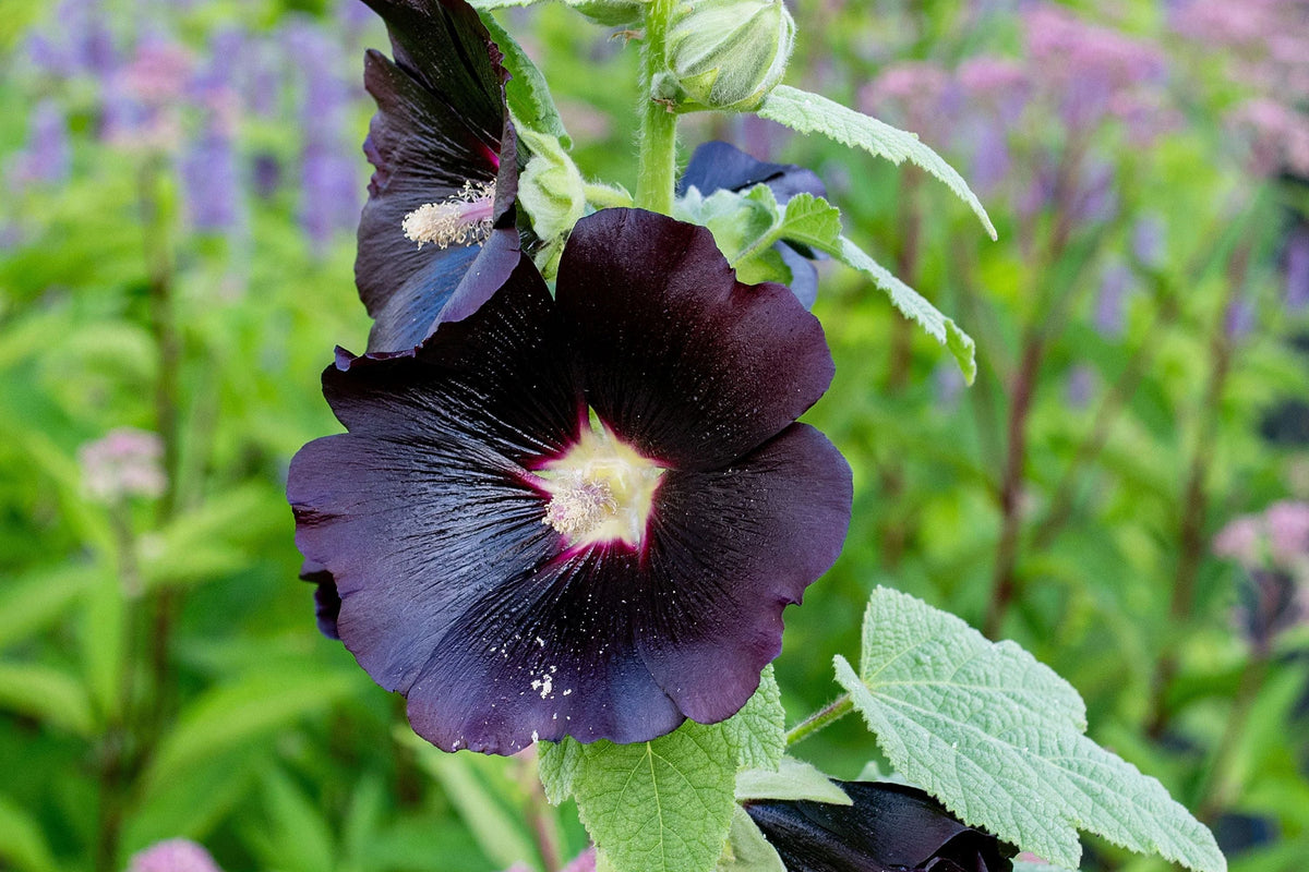 Nigra Hollyhock Seeds | Non-GMO Dark Red-Black Blooms | Alcea rosea | Heirloom Perennial | Attracts Pollinators