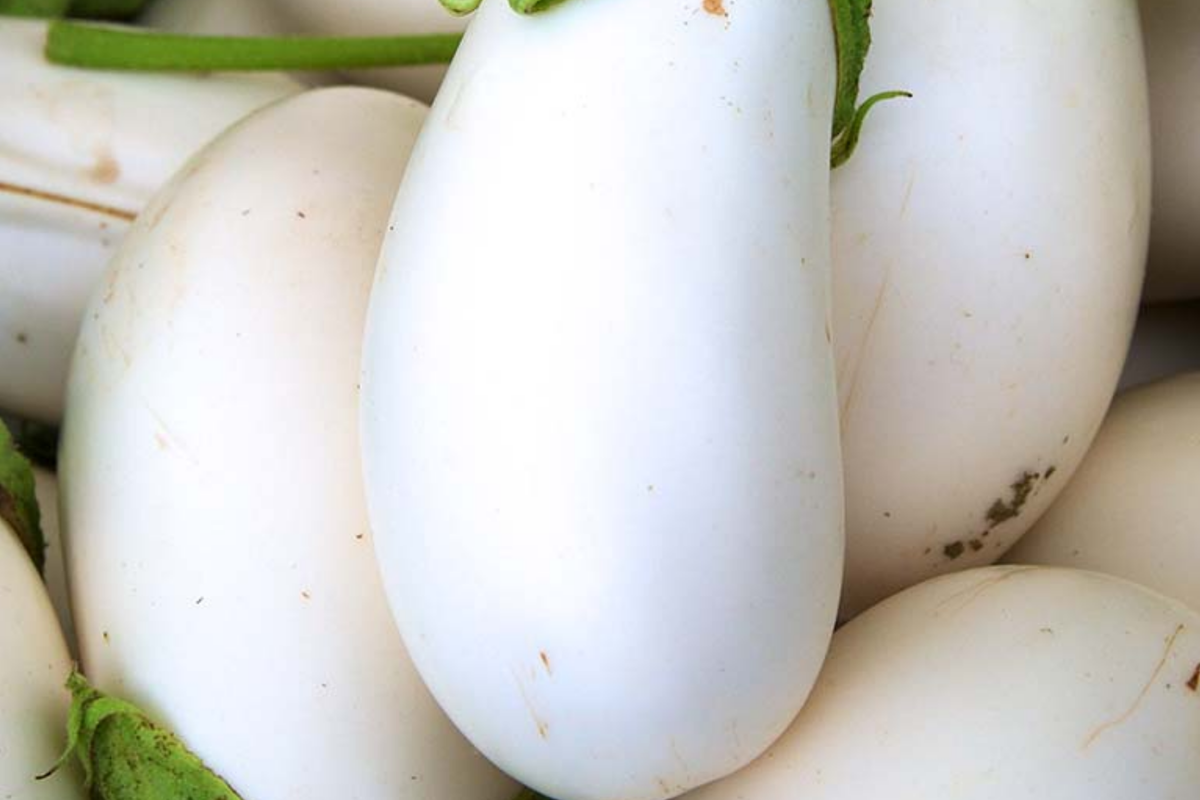 Thai Long White Eggplant Seeds | NON-GMO Snowy White Variety | Solanum melongena | Ideal for Container Gardening