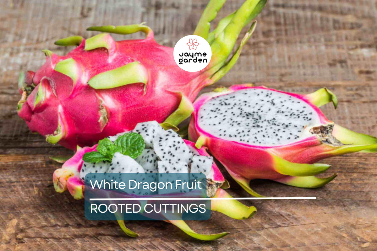 Rooted White Dragon Fruit Cuttings - 5pcs Hylocereus undatus - Easy to Grow Tropical Cactus for Home Garden and Fruit Production