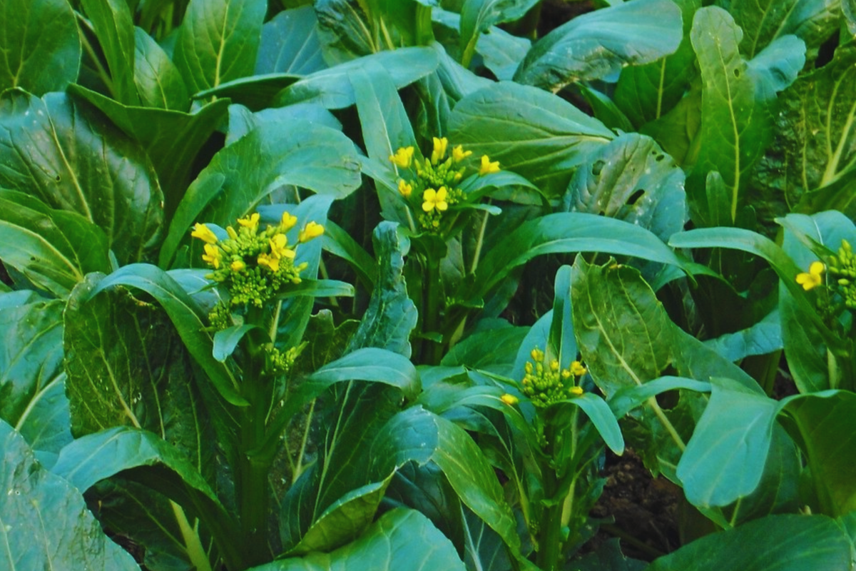 Yu Choy Sum Seeds | Non-GMO Chinese Flowering Cabbage | Organic Vegetable Seeds | Brassica rapa var. parachinensis