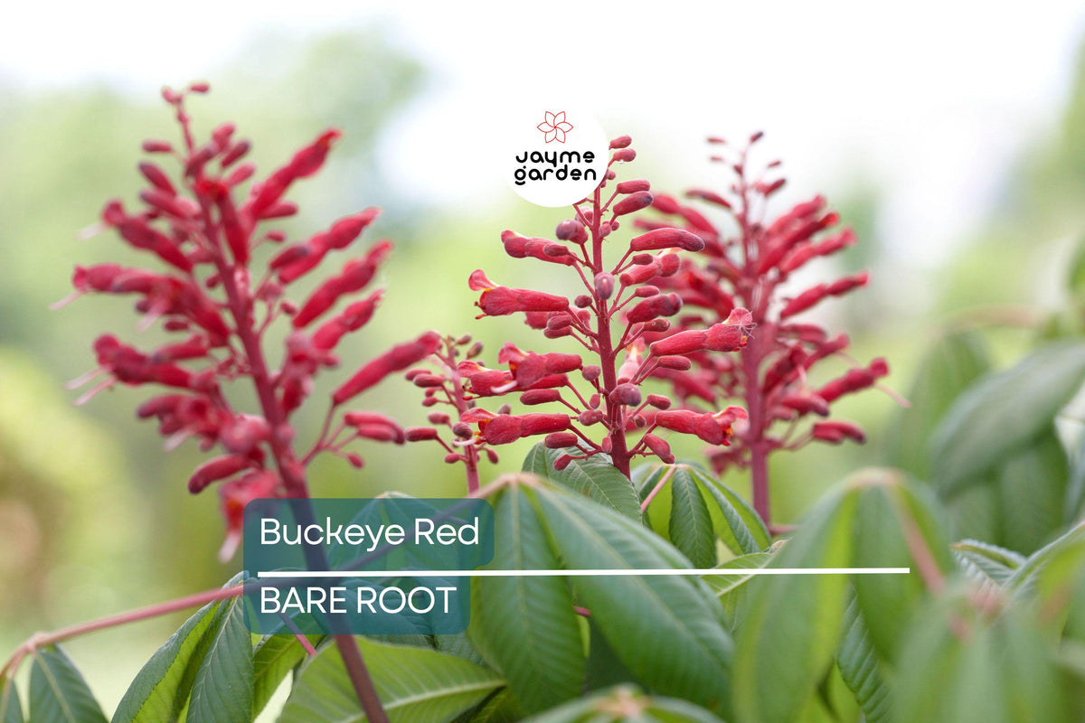 Bare-root Buckeye Red Trees - Aesculus pavia - Stunning Red Spring Blooms, Oval Shape, Ideal for Specimen Planting, Zones 4-8
