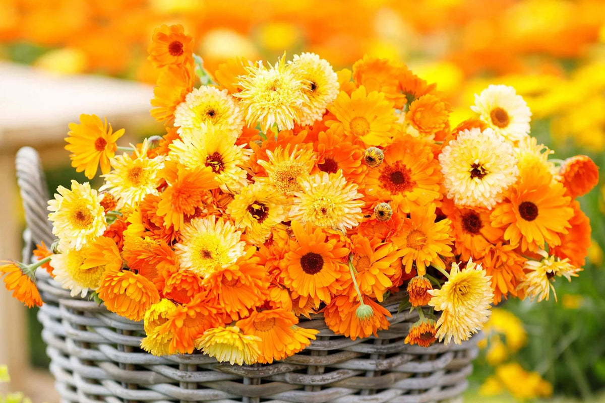 Calendula Seeds | Pacific Beauty Mix | Edible Orange Yellow Cream Blooms | Calendula officinalis | Non-GMO