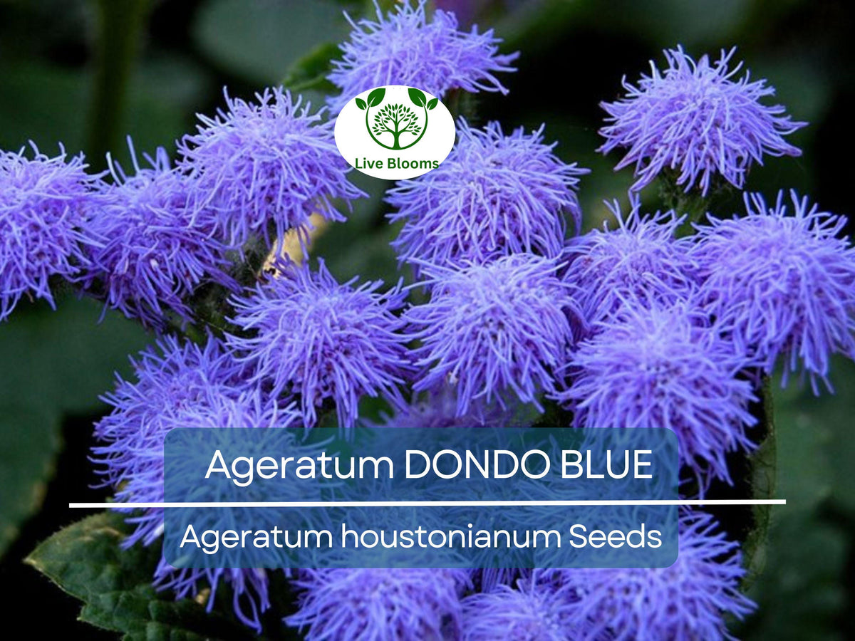 500 Seeds Ageratum DONDO BLUE, Floss Flower, Non-GMO, Vibrant Blue Blooms, Pollinator-Friendly, Attracts Monarch Butterflies