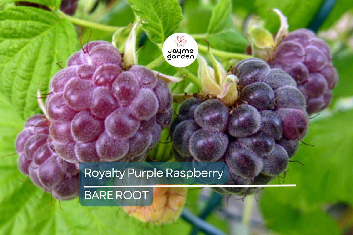 Royalty Purple Raspberry Bare Root Canes | 2-Year-Old Plants | Large Sweet Berries | Rubus idaeus 'Royalty' | Cold Hardy