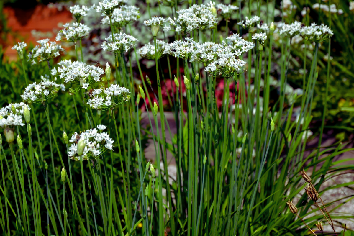 Garlic Chive Seeds | Allium Tuberosum | Chinese Chive | Perennial Herb for Herb Gardens