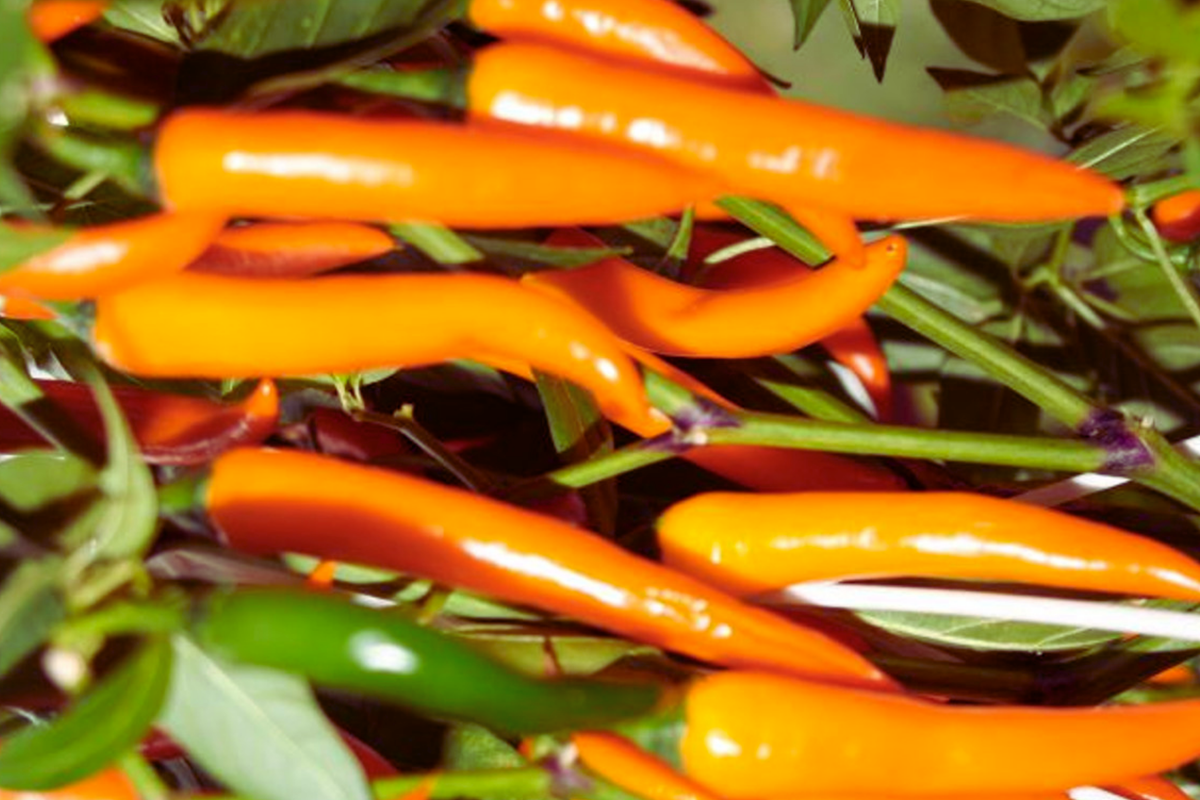 Golden Cayenne Hot Pepper Seeds | NON-GMO | Capsicum annuum | Vibrant Gold Chile Pepper Variety