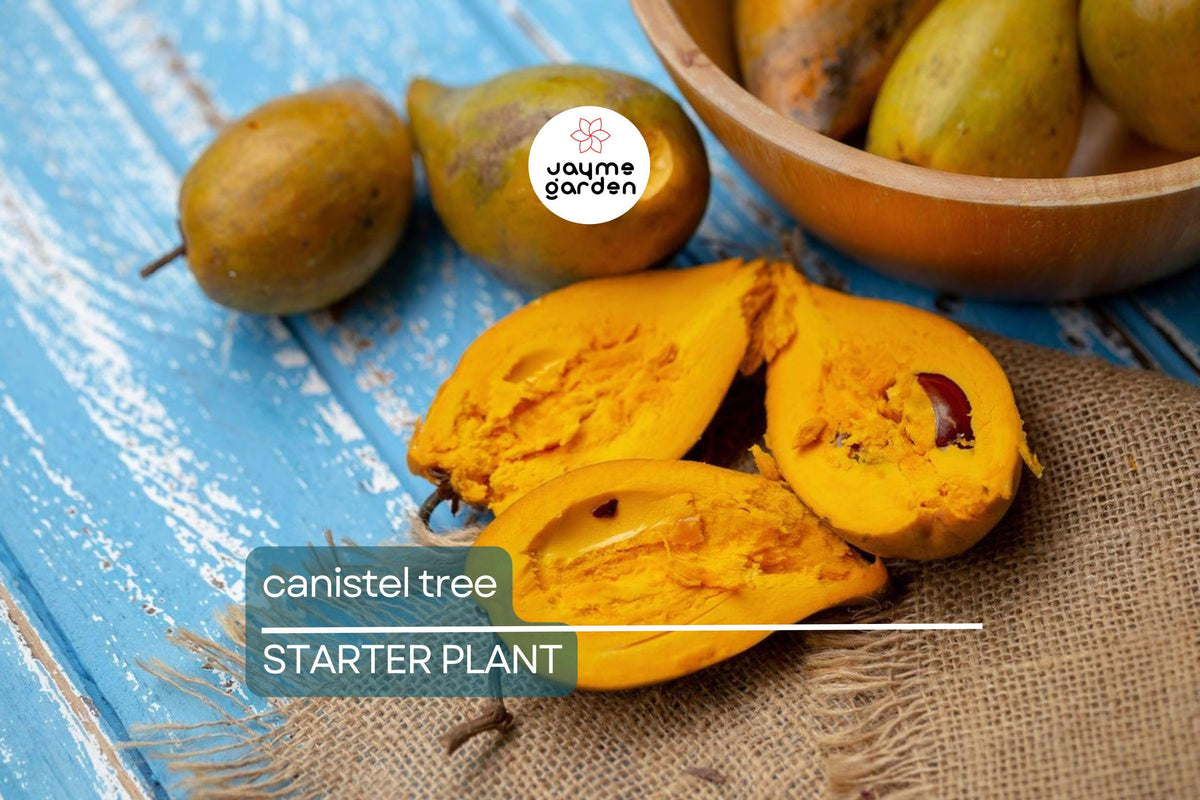 Canistel Tree Seedling | 9-Inch Tropical Fruit Plant | Pouteria campechiana | Easy to Grow for Warm Climates
