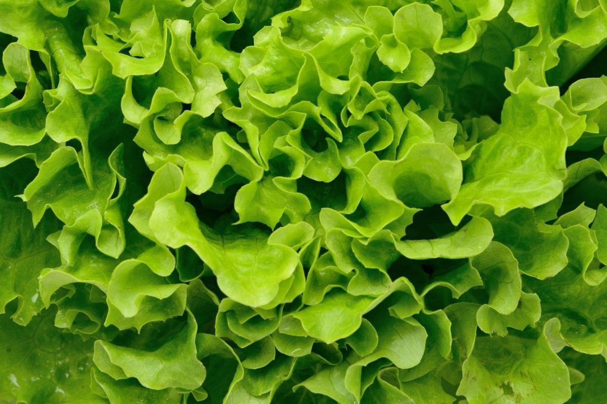 Grand Rapids Leaf Lettuce Seeds | Non-GMO Heirloom | Crisp Green Leaves | Lactuca sativa | Seed Packet (200 Seeds)