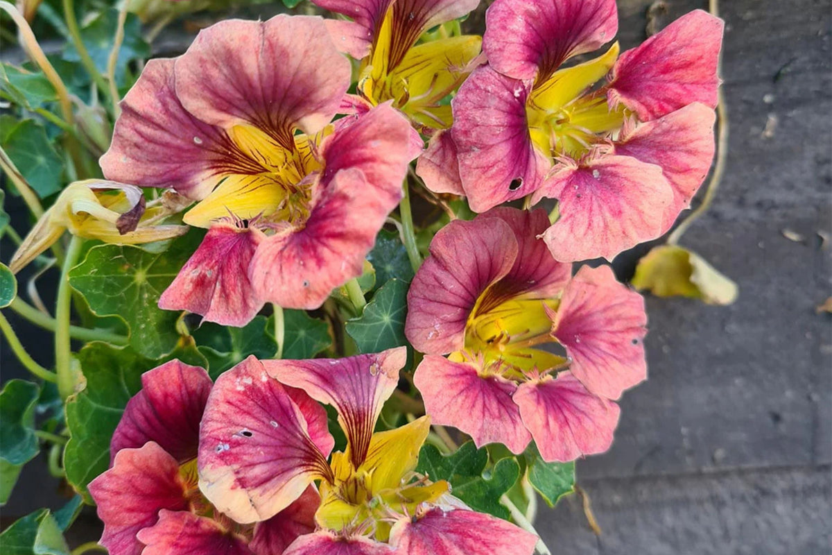 Purple Emperor Nasturtium Seeds - 50+ Edible Flower Seeds - Rare Dark Blooms - Tropaeolum majus - Fast-Growing Vine