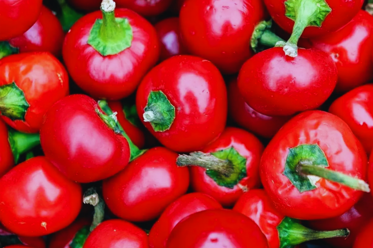 Red Hot Cherry Pepper Seeds | Non-GMO | Primenta Variety | Capsicum annuum | Medium Heat | Ideal for Containers