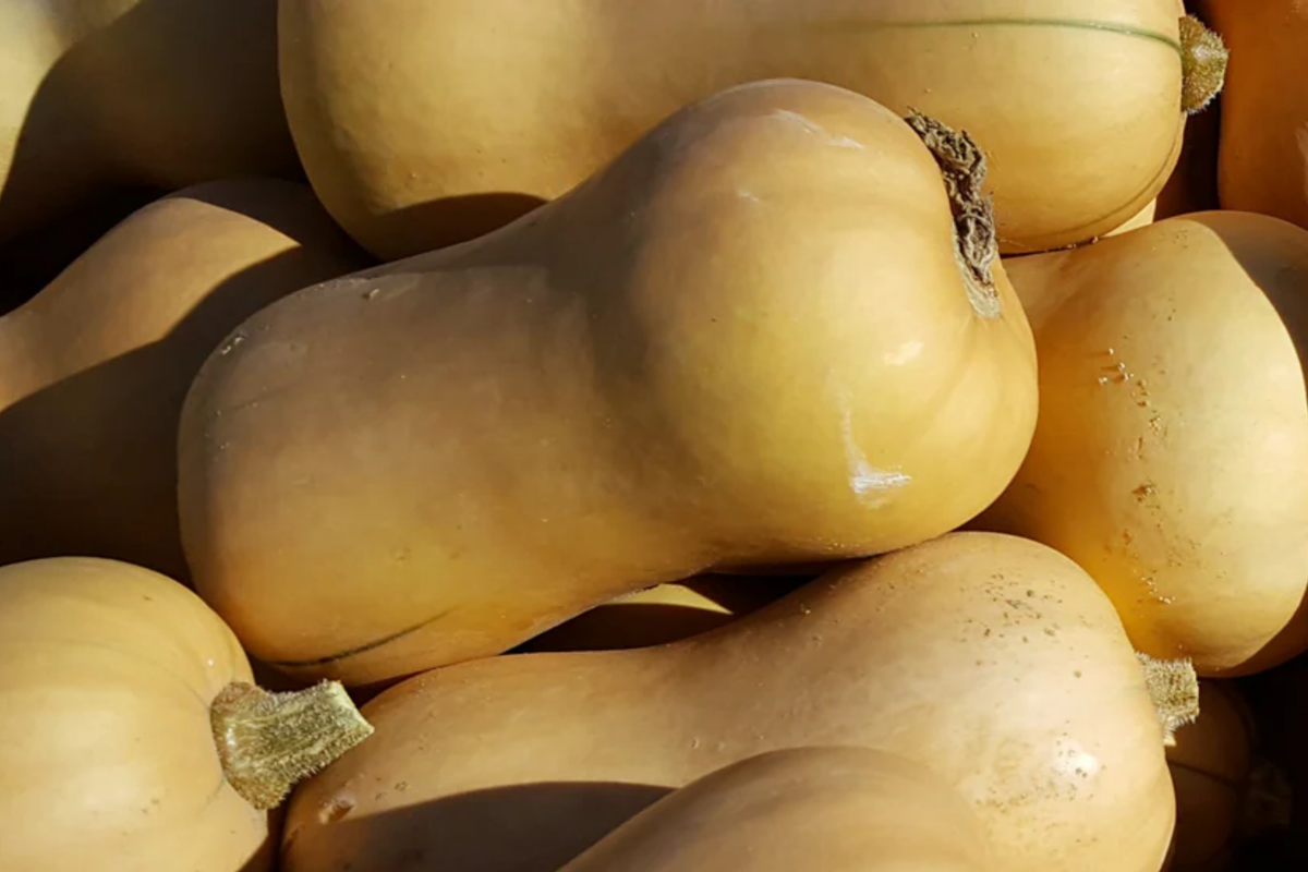 Waltham Butternut Winter Squash Seeds | Organic Non-GMO Heirloom | Cucurbita moschata | Versatile Vegetable Garden Seeds