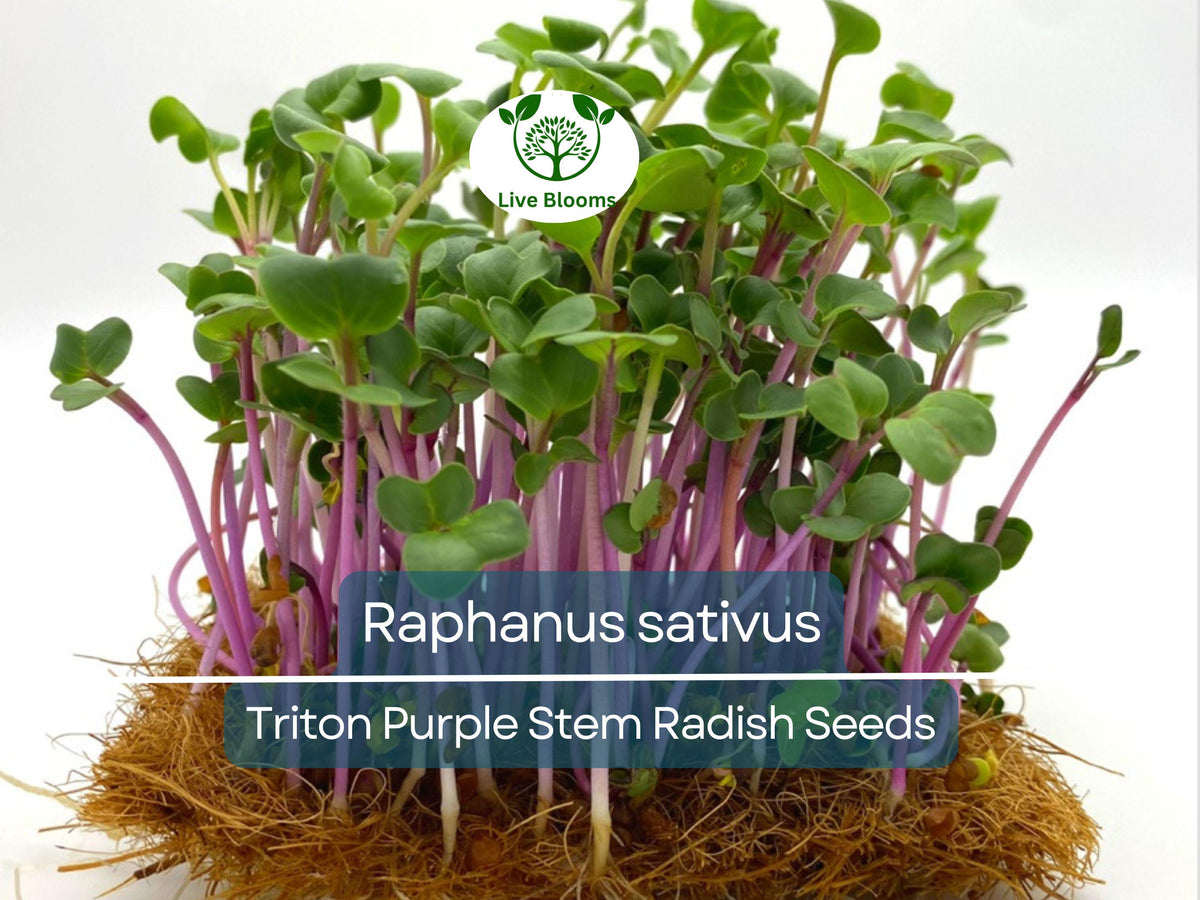 80 Seeds Radish Triton Purple Stem - Raphanus sativus Heirloom for Crisp Flavorful Harvests, Ideal for Home Gardening