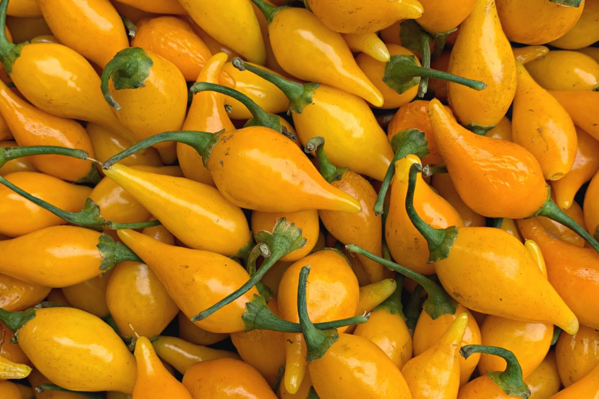 Biquinho Yellow Hot Pepper Seeds | NON-GMO | Capsicum chinense | Sweet & Fruity Flavor for Garden or Container