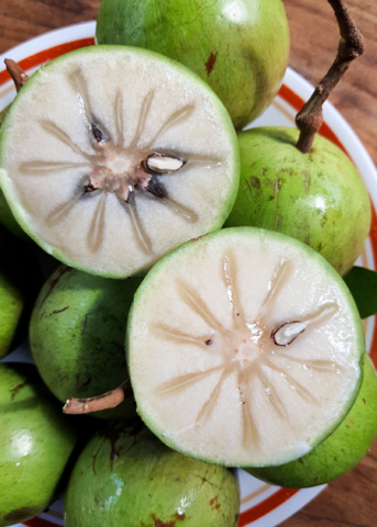 Green Caimito Plant - Grafted Tropical Fruit Tree - Chrysophyllum cainito - Ornamental with Glossy Green Leaves