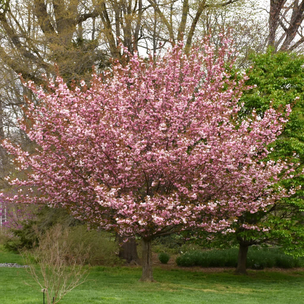 Kwanzan Cherry Tree - 1-2 ft Bare Root Live Tree - Pink Double Flowers, Ornamental Tree, Prunus serrulata ‘Kanzan’