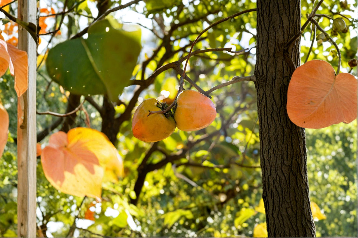 Tanenashi Persimmon Tree - 1 Live Well-Rooted Tree - Diospyros kaki Astringent Asian Persimmon, Sweet Edible Fruit Starter