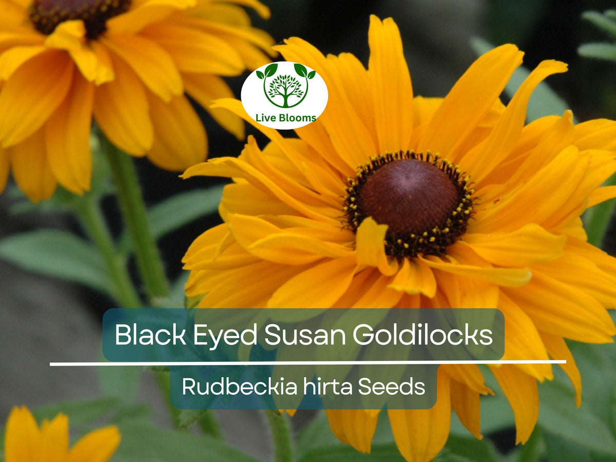 100 Seeds Black Eyed Susan Goldilocks Rudbeckia Double Blooms - Non-GMO, Perennial, Pollinator-Friendly, Vibrant Yellow Flowers