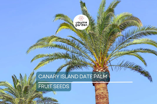 10 Canary Island Date Palm Seeds - Phoenix Canariensis, Hardy Tropical Palm for Landscaping & Indoor Use, Slow-Growing Exotic Seeds