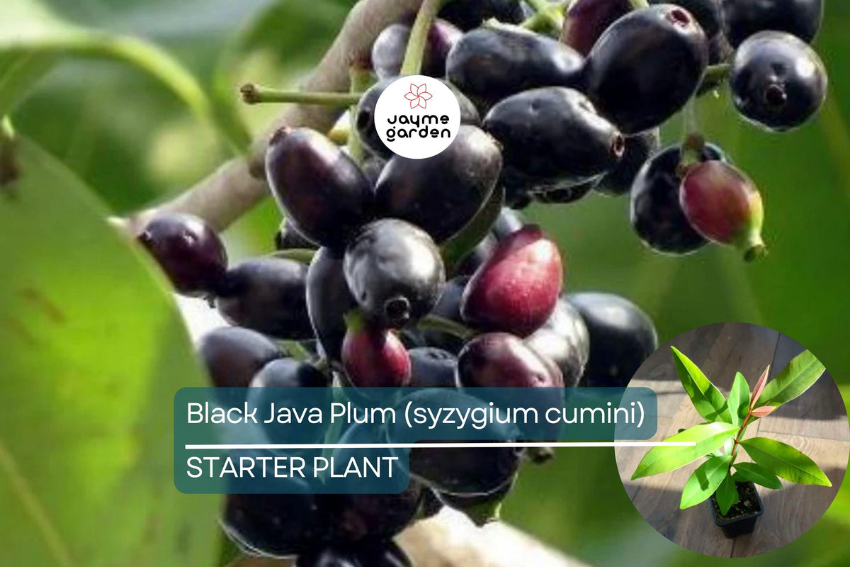 Live Black Java Plum Tree - 1'-2' Tall, Syzygium cumini, Tropical Fruit for Culinary & Medicinal Use, Nutritious Dark Plums