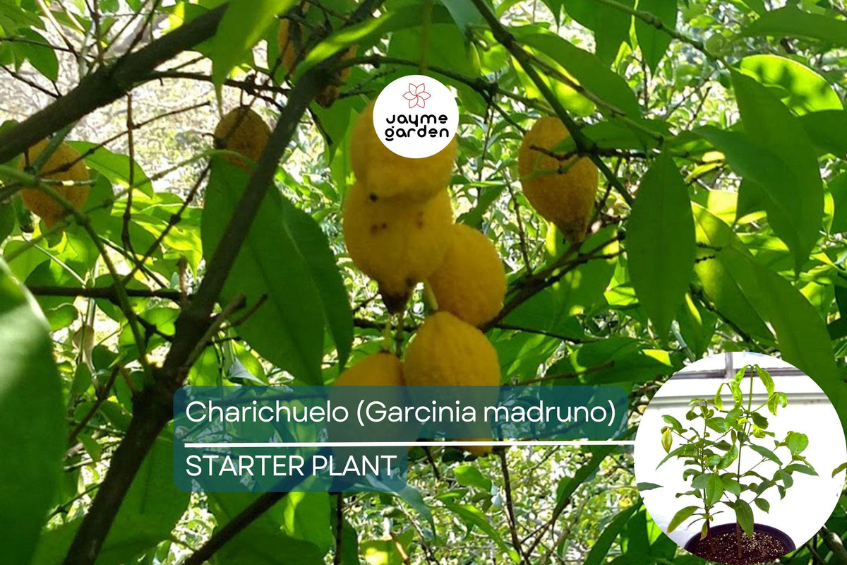 Bumpy Lemon Starter Plant 12"-24" Garcinia madruno Tropical Fruit Tree Unique Citrus Flavor Exotic Garden Fruit Tree
