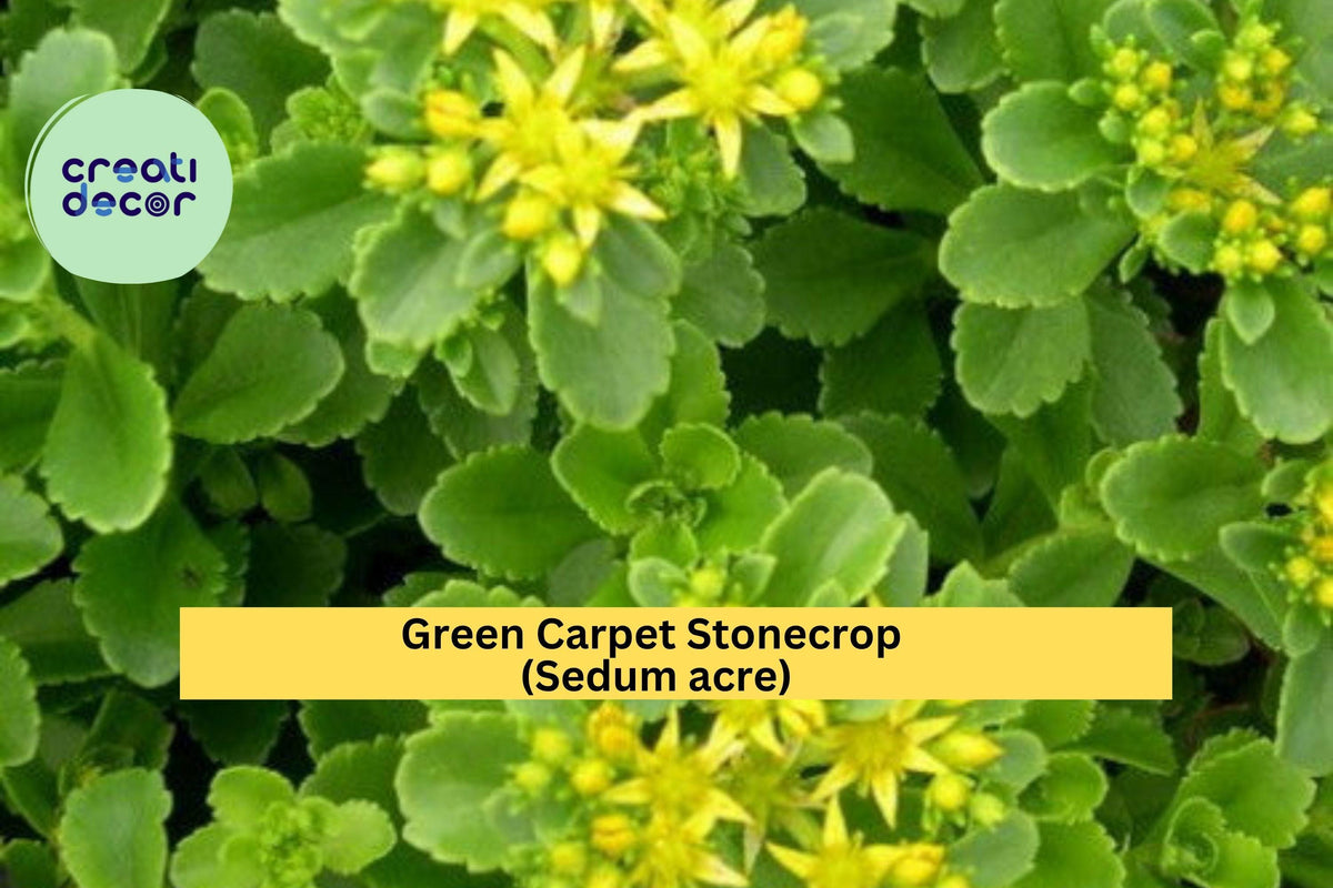 Green Carpet Stonecrop Plants - 10 Live Hardy Sedum acre Succulents, Golden Ground Cover for Rock Gardens & Containers