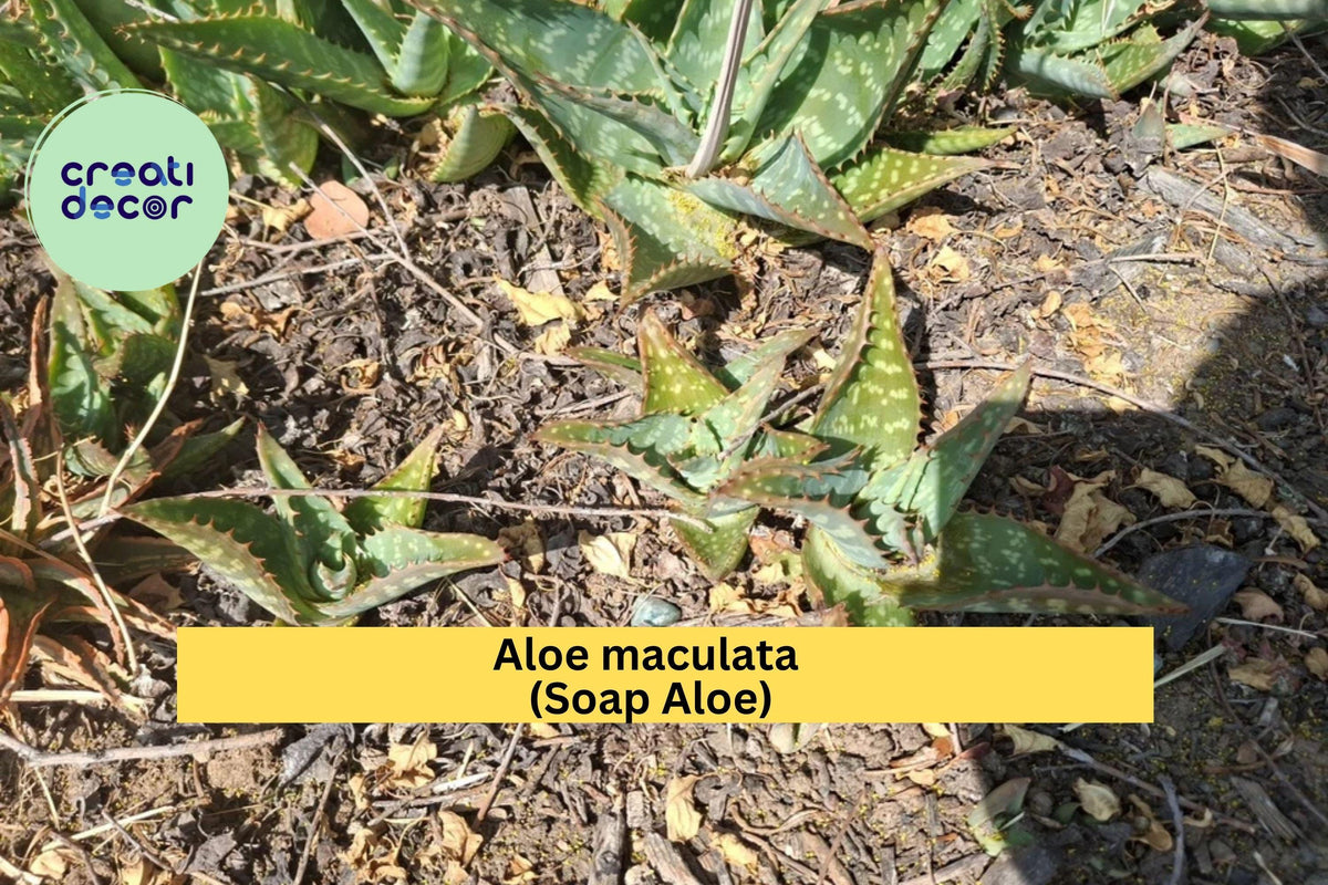 Aloe maculata Live Plants - 2 Rooted Soap Aloe Succulents, Hardy Drought-Tolerant, Spotted Leaves, Coral-Orange Flowers