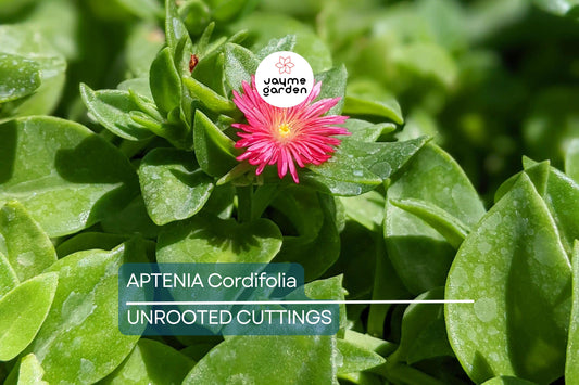 10 Aptenia Cordifolia 'Red Apple' Cuttings (4-7") | Baby Sun Rose Succulent | Red/Pink Blooms | Easy Care Indoor/Outdoor Plant