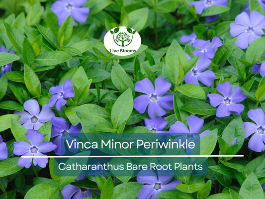 10 Bareroot Vinca Minor Plants - Evergreen Ground Cover - Lavender-Blue Flowers - Catharanthus minor / Creeping Myrtle