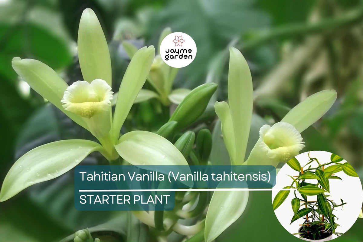 Tahitian Vanilla Orchid Starter Vine - Rare Tropical Plant (Vanilla tahitensis) with Exotic Floral Aroma for Culinary Use