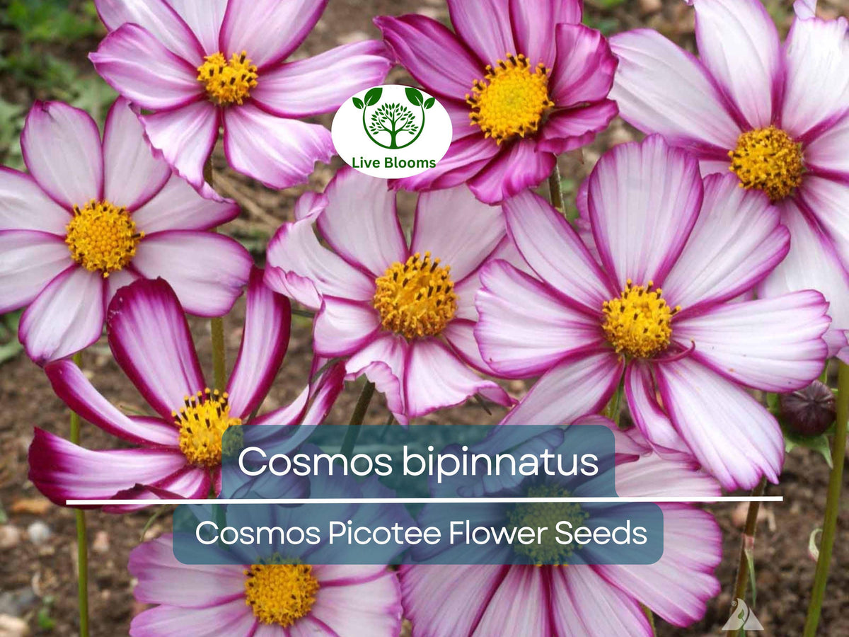 Cosmos Seeds 1g Picotee Bicolor Blooms | Cosmos bipinnatus | Pollinator-Friendly Garden Flowers for Easy Planting