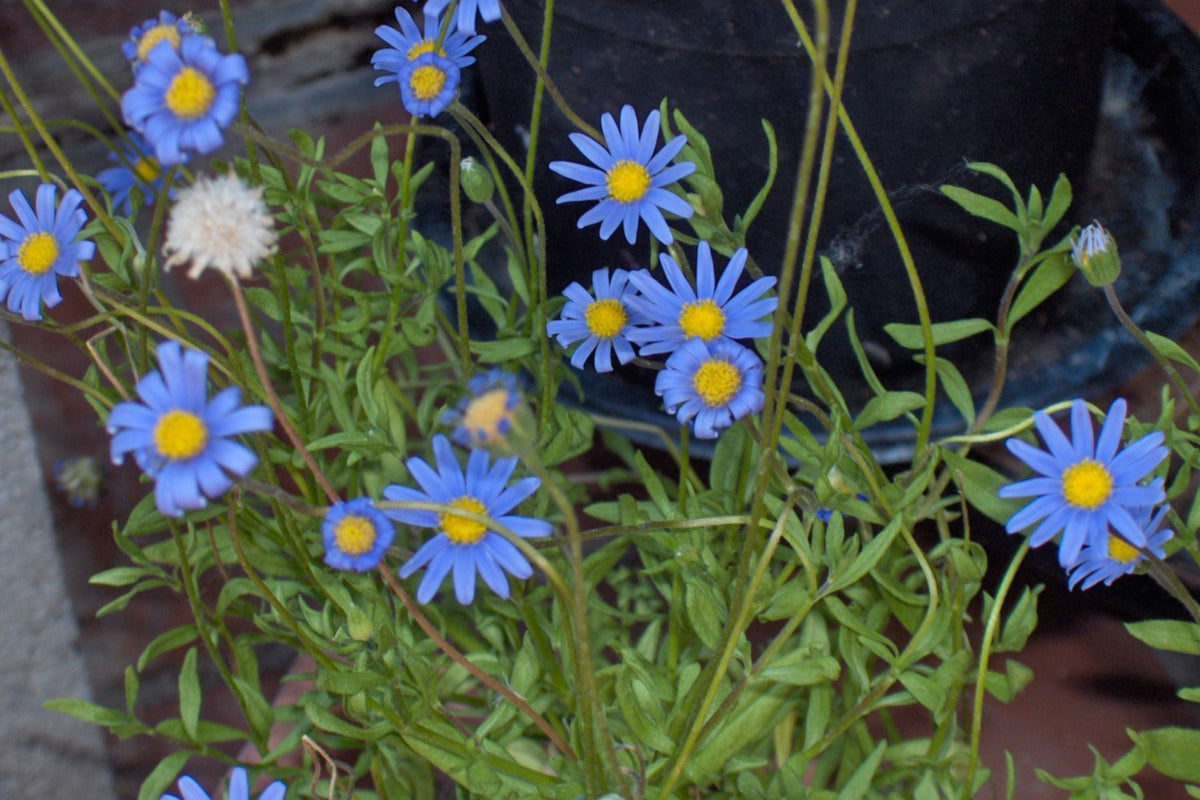 200+ Blue Marguerite Daisy Seeds - Argyranthemum frutescens - USA Grown - Easy to Grow Flower Seeds for Garden & Pollinators