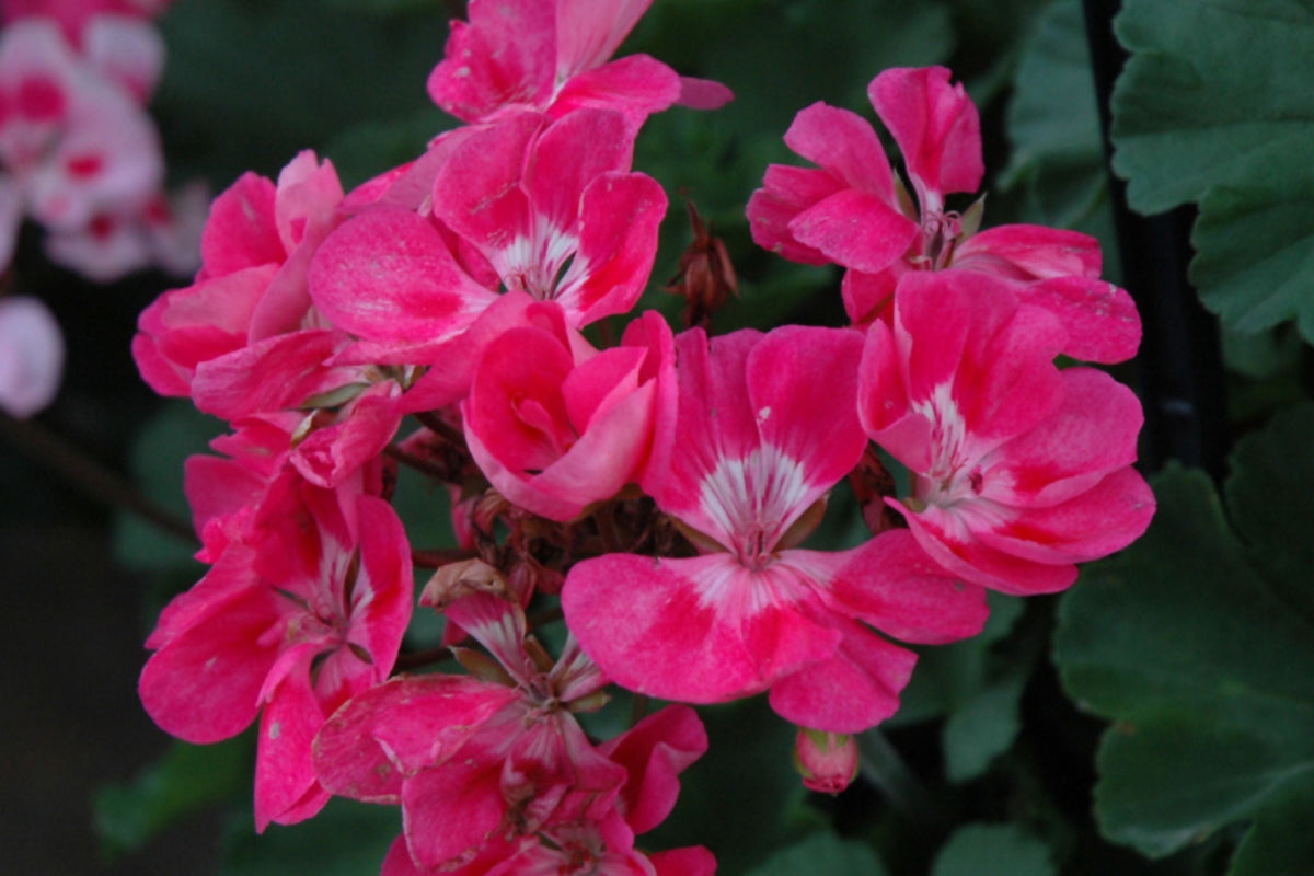 25+ Presto Pink Geranium Seeds - Vibrant Flowers for Containers & Beds - Pelargonium - Easy to Grow, USA Grown