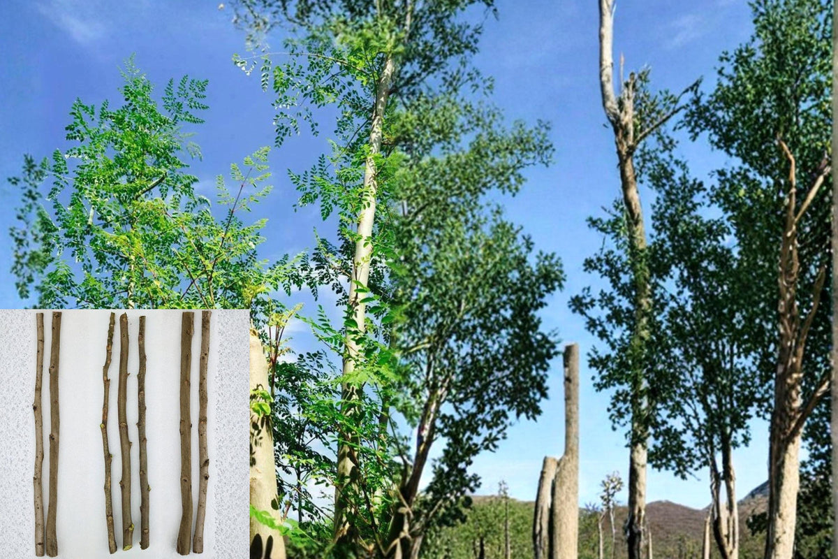 Moringa Cuttings 22" Tall Unrooted Drumstick Tree Moringa oleifera - Fast-Growing Tropical Plant for Propagation