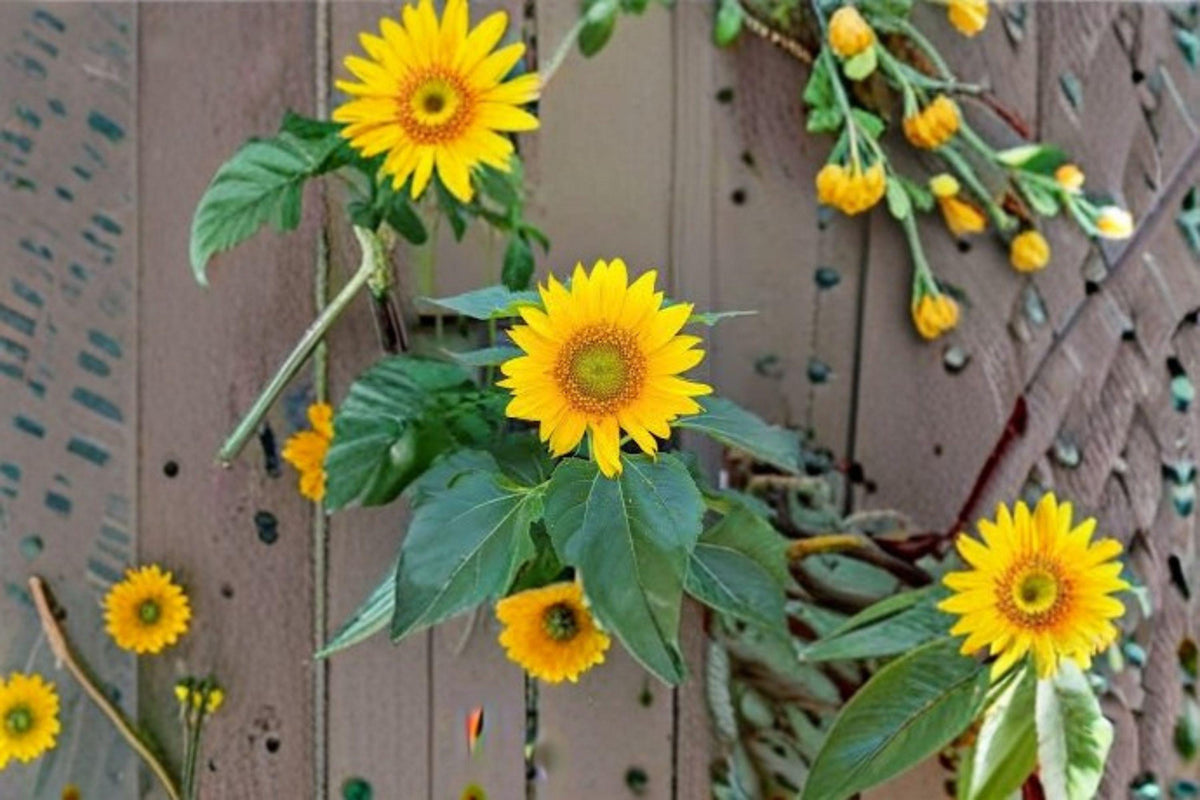 Sunflower Seeds - 1g Sunspot Dwarf Giant Bloom - Perfect for Pots and Garden Borders (Helianthus annuus)