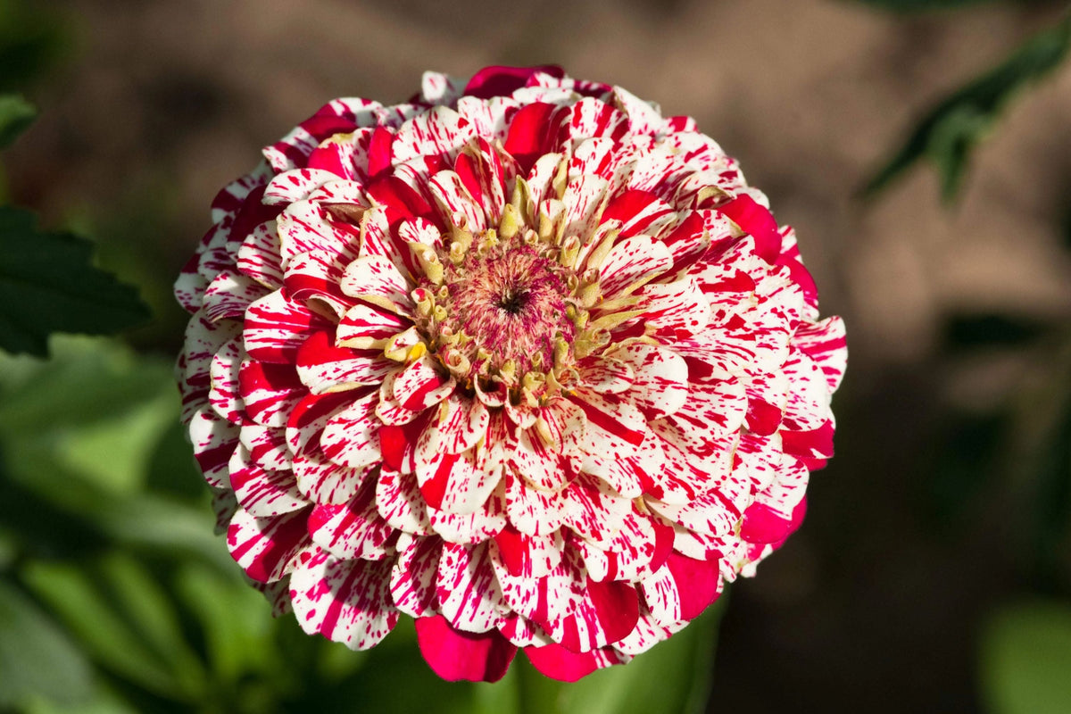 Bon Bon Mix Zinnia Seeds - 100+ Dwarf Flower Seeds, Colorful Pom-Pom Blooms, Pollinator Favorite, Zinnia elegans