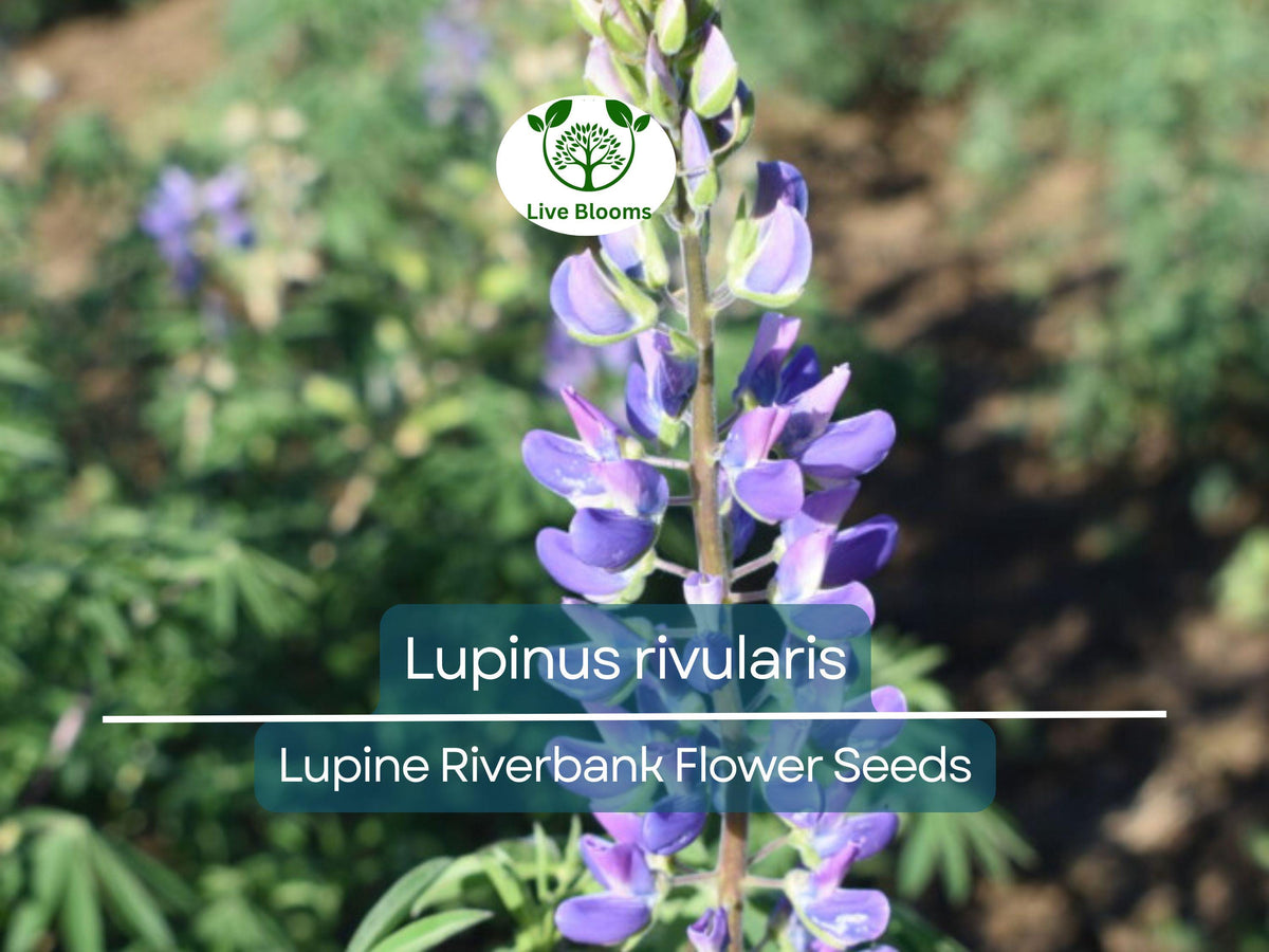 15 Lupine Riverbank Seeds, Blue Blooms, Pollinator-Friendly Perennial, Lupinus rivularis, Non-GMO, Hardy for Garden Borders