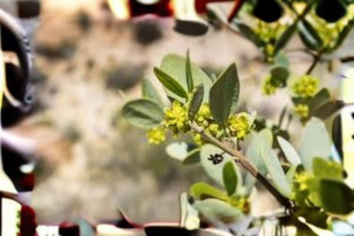 5 Seeds | Jojoba Plant (Simmondsia chinensis) | Drought Tolerant Desert Shrub | Natural Oil Source