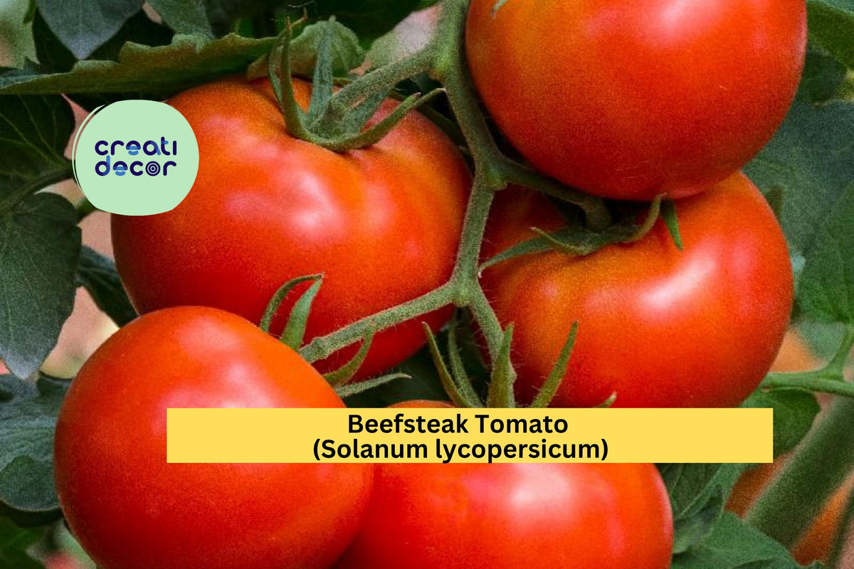 Beefsteak Tomato Plants Set of 4 Live Starters 6–10 Inches Solanum lycopersicum for Vegetable Gardens and Containers