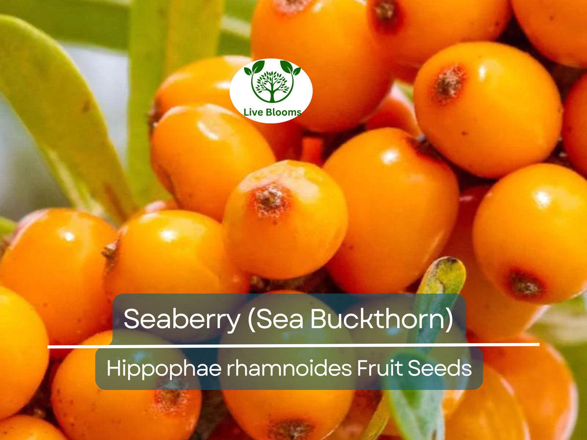 50 Seaberry Seeds - Sea Buckthorn (Hippophae rhamnoides) - Organic Edible Berries, Nutrient-Rich, High Yield for Garden Planting