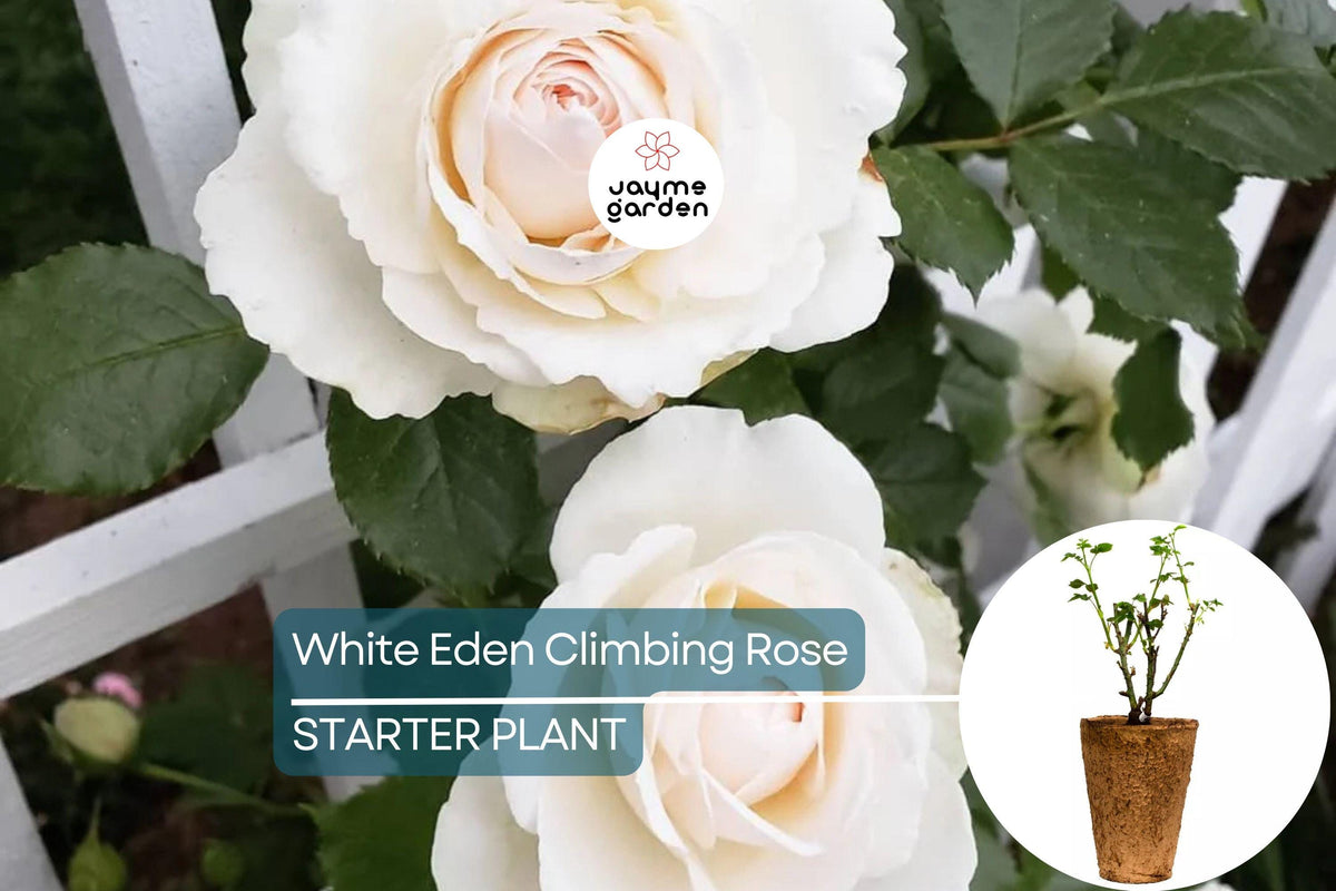Climbing Rose 1.5 Gal, White Eden, Rosa x 'Meiviowit', 100+ Petal Creamy White Blush Flowers, Own Root, Hardy Zones 5-9
