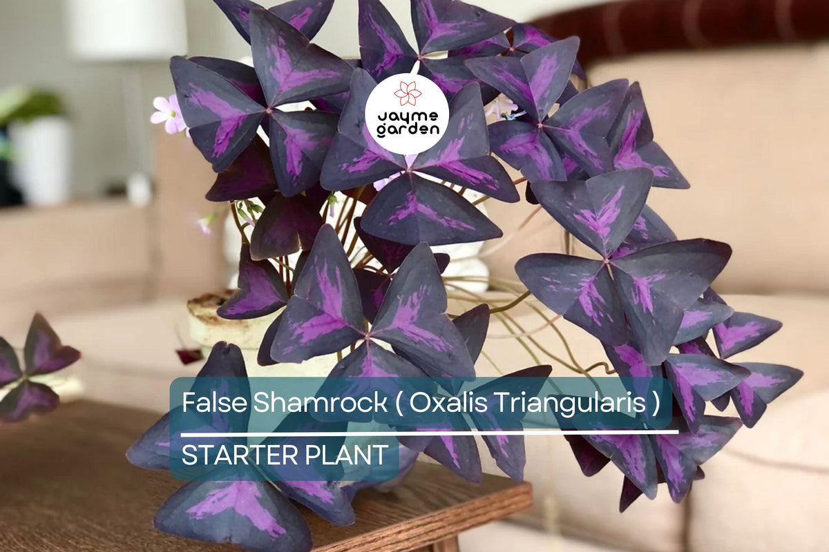 False Shamrock Plant 10”-20” Purple Heart-Shaped Foliage Oxalis Triangularis - Easy-Care Indoor & Garden Decor