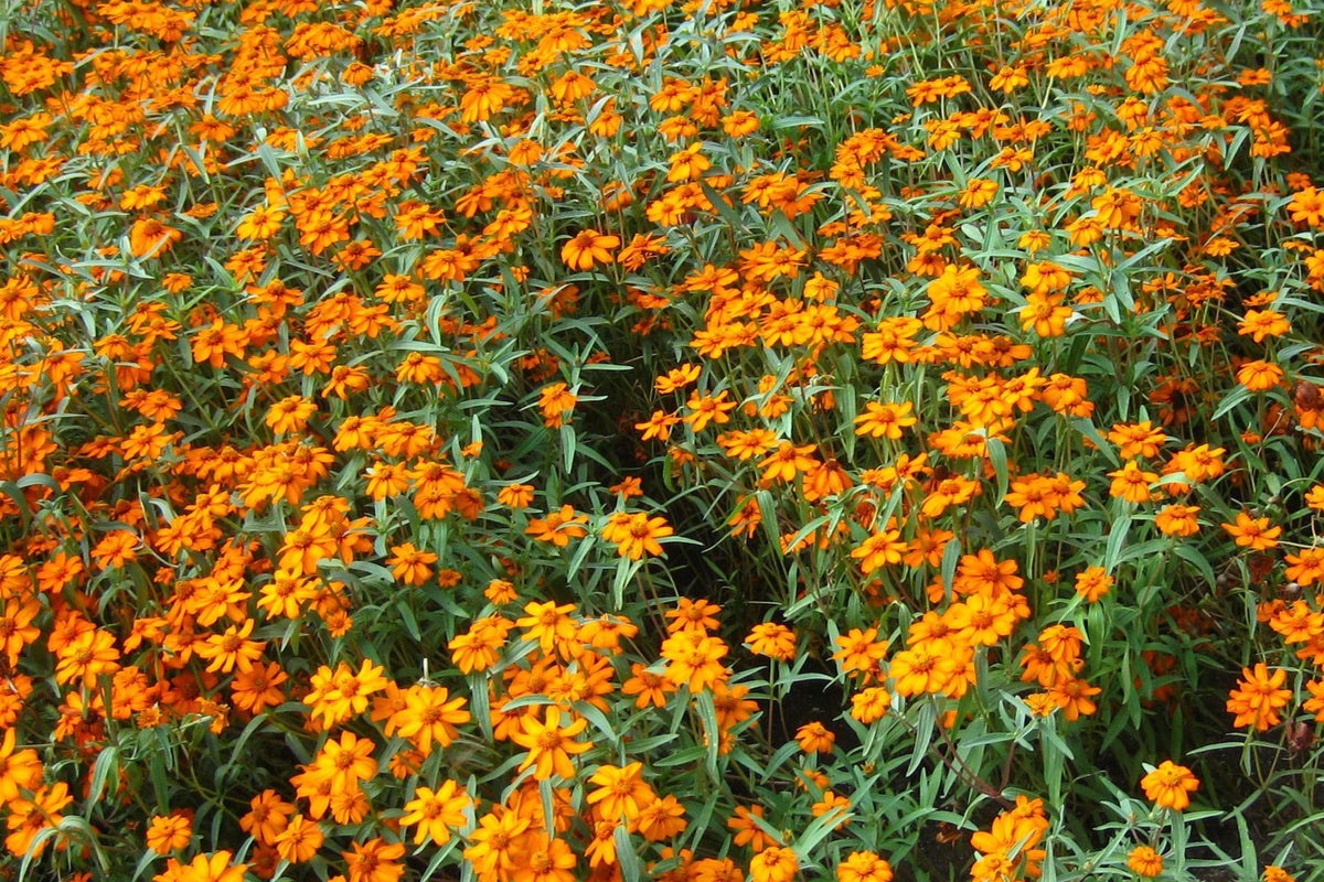 Starbright Mix Zinnia Seeds - 100+ Colorful Flower Seeds (Zinnia elegans) for Pollinator Gardens, Cut Flower Arrangements