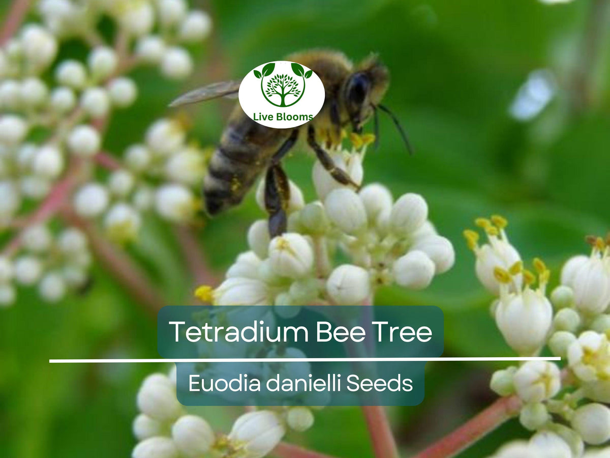 20 Bee Tree Seeds | Euodia danielli | Rare Tetradium | Pollinator-Friendly | Fast-Growing | Superior Honey Planting Seeds