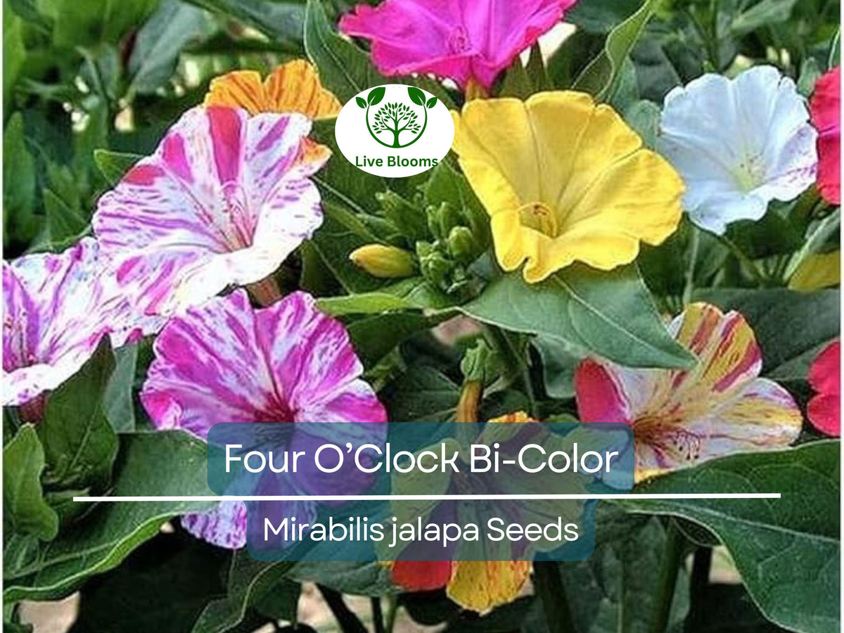 25 Seeds Four O’Clock Bi-Color Flowers – Mirabilis jalapa – Heirloom Non-GMO Annual/Perennial – Hummingbird & Pollinator Favorite