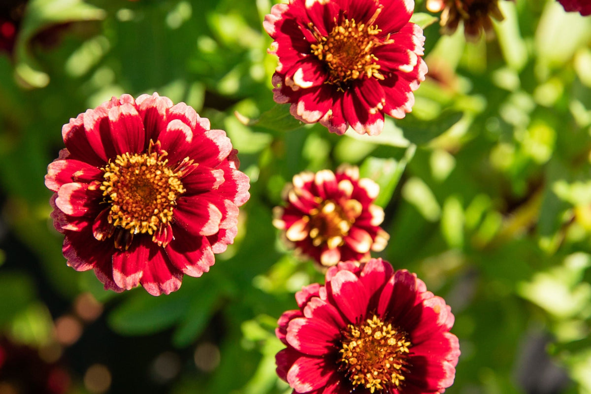 Aztec Burgundy Bicolor Zinnia Seeds - 100+ Heirloom Seeds for Cut Flower & Pollinator Garden - Zinnia elegans