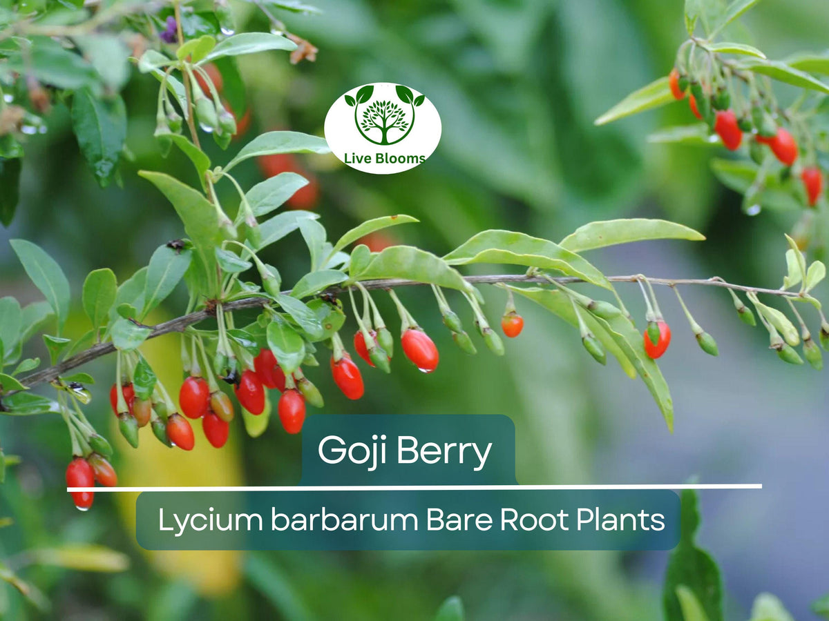 Goji Berry Plants Bundle – 3 Bare Root & 3 Unrooted Cuttings – Lycium Barbarum – Superfruit Shrub for Home Garden