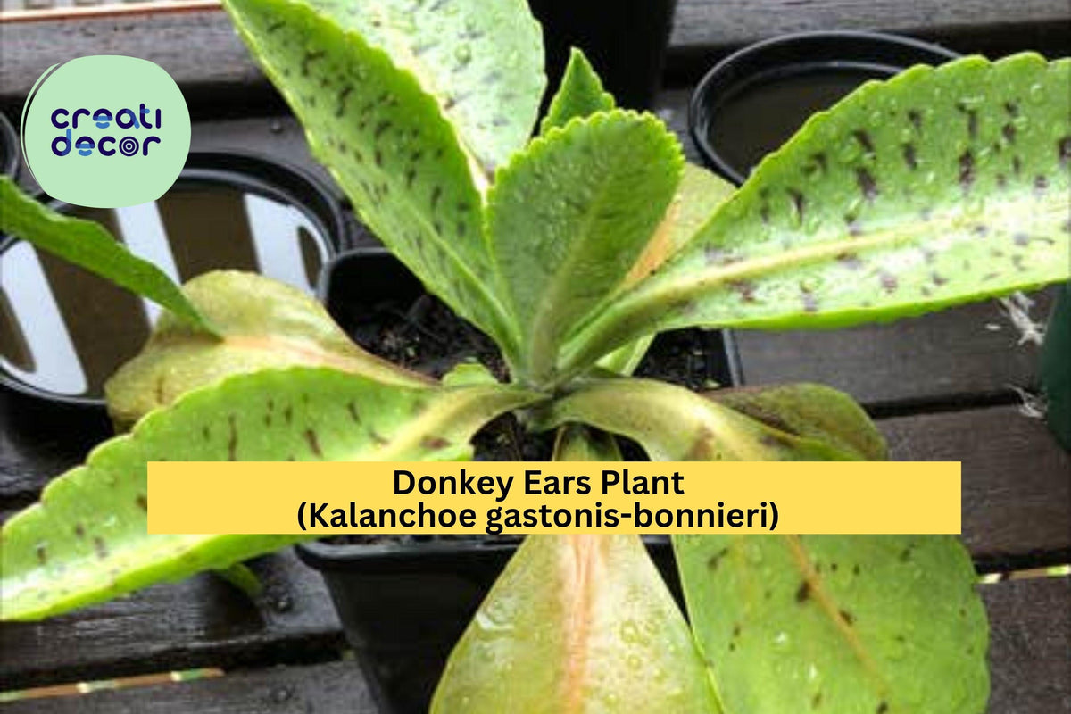 Donkey Ears Plant - Live Rooted Succulent, Unique Variegated Leaves, Kalanchoe gastonis-bonnieri, Indoor/Patio Tropical Decor